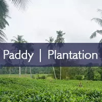 Paddy/Plantation