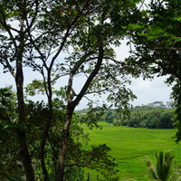 Paddy Field Views