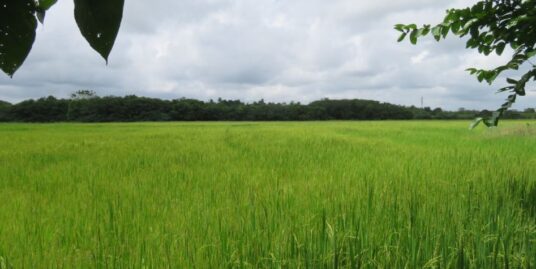 Elevated Land with Amazing paddy view