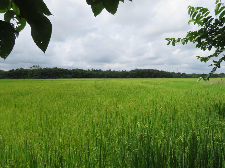 Elevated Land with Amazing paddy view