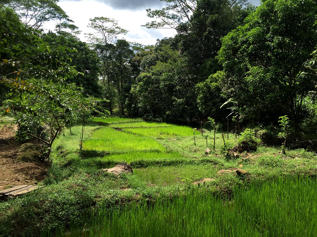 Located high-breathtaking views tea plantation