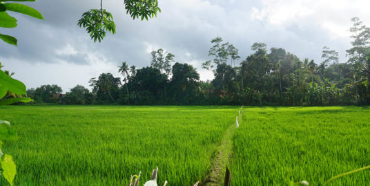 11 Acres mixed plantation land