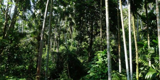 1.8 Acres paddy field views