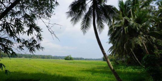 Attractive land with paddy field views