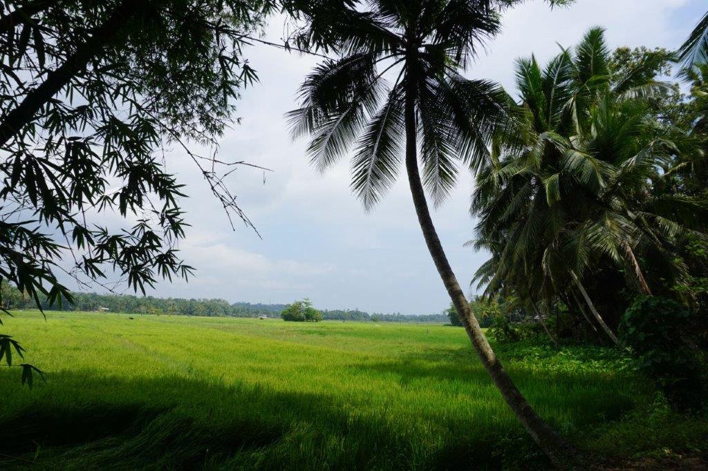 Attractive land with paddy field views
