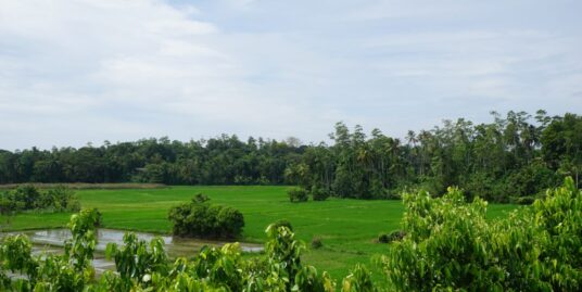 Elevated paddy island