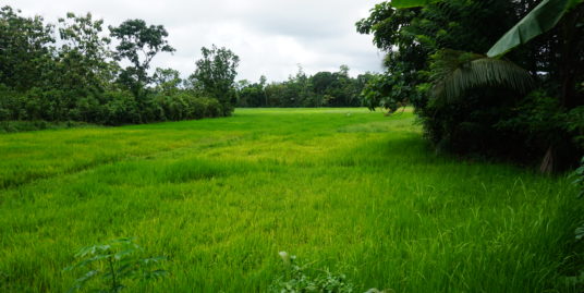 Paddy Island with rubber plantation