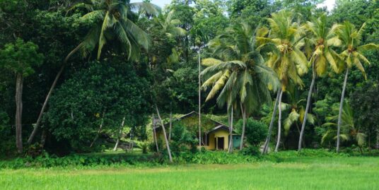 New house, elevated paddy field views