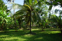 DSC08631