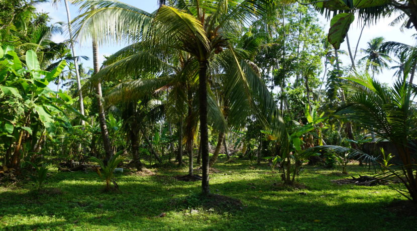 DSC08631