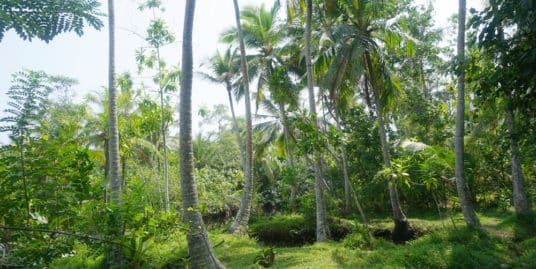 Eco-friendly bare land