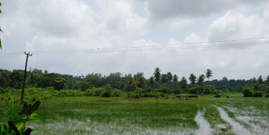Bare land overlooking the paddy fields
