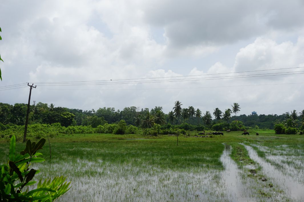 Bare land overlooking the paddy fields