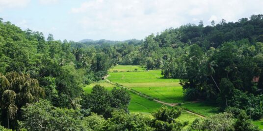 Elevated paddy view land with house