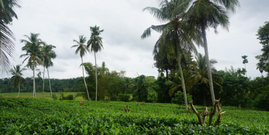 Tea Estate with great views