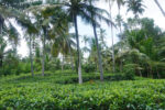 1 Acre tea plantation land for sale in Galle sri alanka