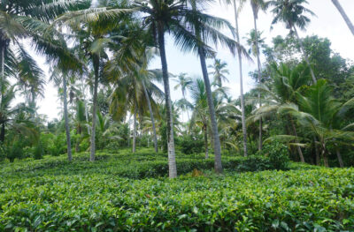 1 Acre tea plantation land for sale in Galle sri alanka