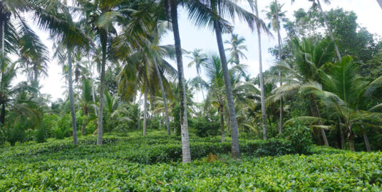 Tea plantation for sale in Ahangama