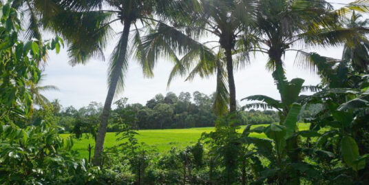 Vacant land with paddy field views