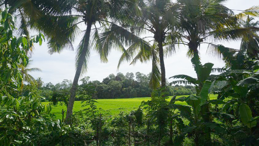 Vacant land with paddy field views