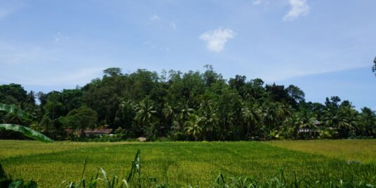 Attractive paddy view land