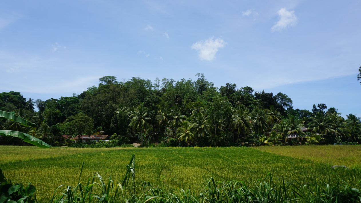 Attractive paddy view land