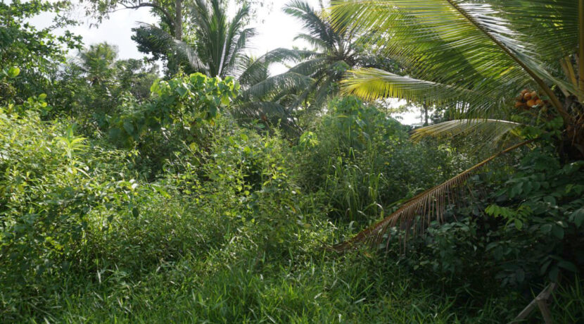 DSC06281