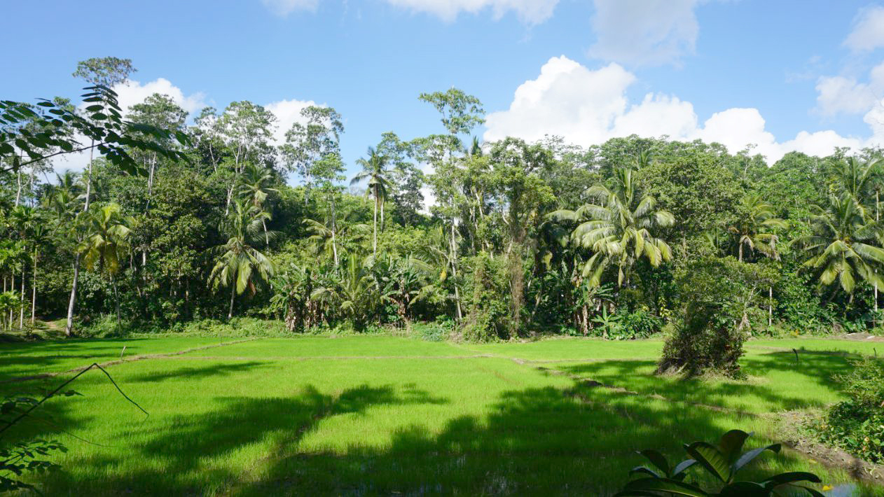Vacant land with sweeping paddy field views