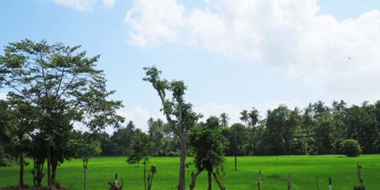 Stunning Paddy Field views with unlimited potential