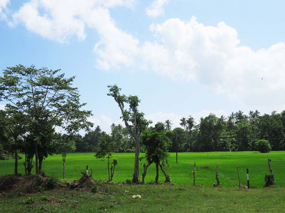 Stunning Paddy Field views with unlimited potential