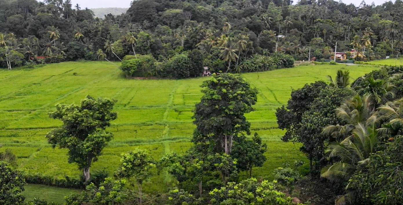 Yatagala, bare land with paddy views