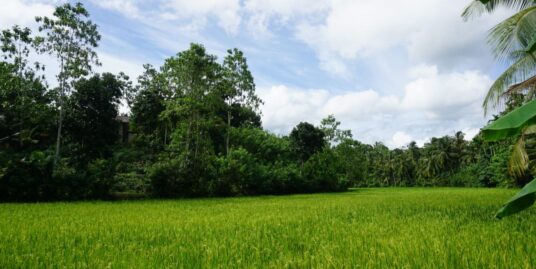 Ahangama paddy view property