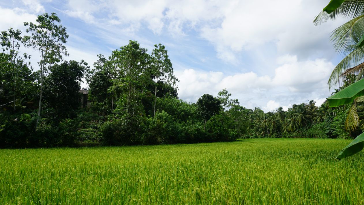 Ahangama paddy view property