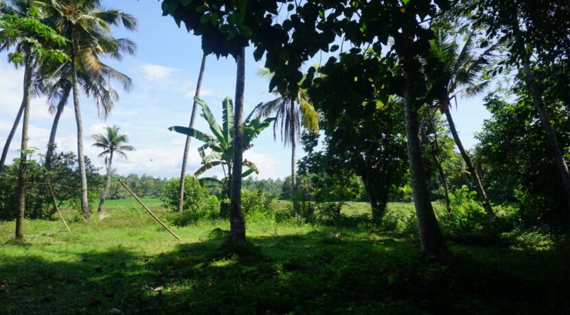 DSC03321