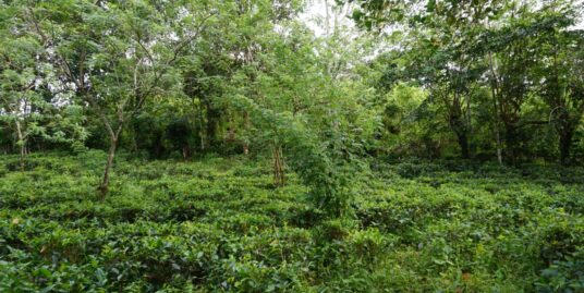 Ahangama Vacant Land with Paddy Views