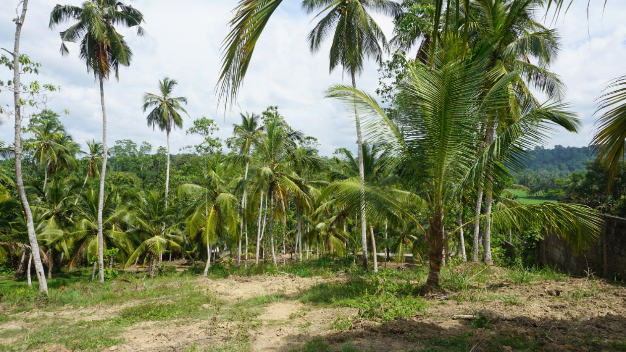 Yatagale paddy view land for sale