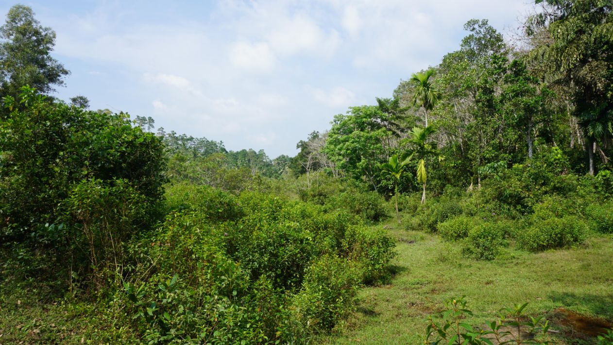 Three Acre plantation land