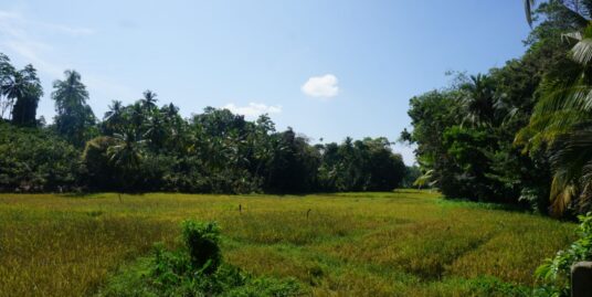 Meepe paddy view land for sale