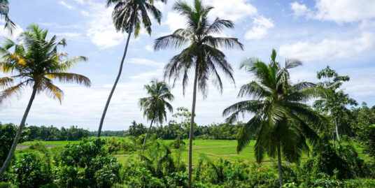 Land – 180 Degree Paddy Views