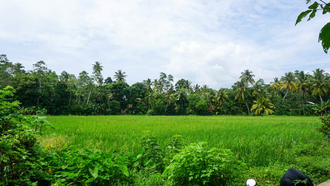 Paddy View Land with 180-Degree Views