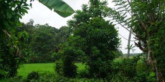 Large Paddy Island Habaraduwa