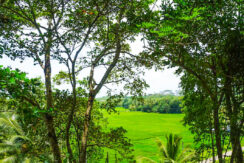 Ahangama Elevated Land With Paddy Views