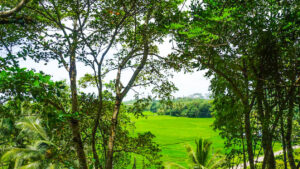 Ahangama Elevated Land With Paddy Views for sale by Lanka Island Properties