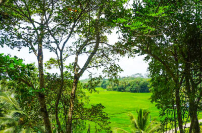 Ahangama Elevated Land With Paddy Views for sale by Lanka Island Properties