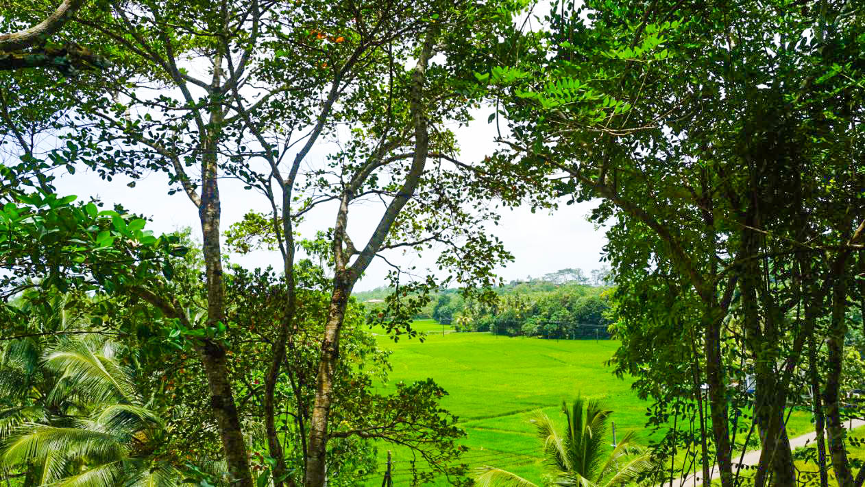 Ahangama Elevated Land With Paddy Views for sale by Lanka Island Properties