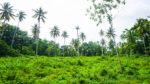 Ahangama Flat Land For Sale by Lanka Island Properties