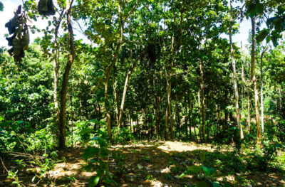 Dikwella Elevated Bare Land For Sale by Lanka Island Properties