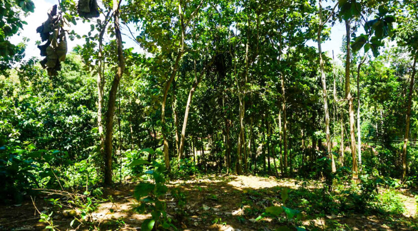 Dikwella Elevated Bare Land For Sale by Lanka Island Properties - 090