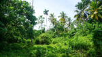 LIP-285 Land for Sale – Ahangama