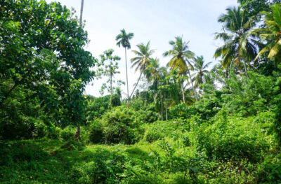 LIP-285 Land for Sale – Ahangama